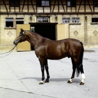 Picture of kalman, wÃ¼rttmberger stallion at marbach