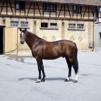 Picture of Kalman, wurttemberger stallion at marbach stud germany
