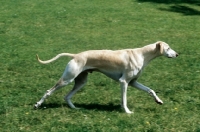 Picture of kamet rashid, sloughi cantering across grass