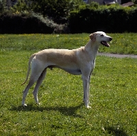 Picture of kamet rashid, sloughi standing on grass