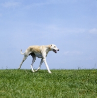 Picture of kamet rashid, sloughi trotting along eagerly on grass