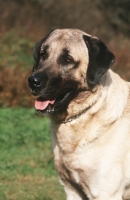 Picture of Kangal dog