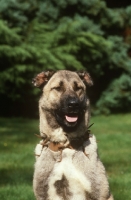 Picture of Kangal dog