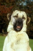 Picture of Kangal, portrait