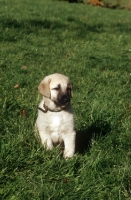 Picture of Kangal puppy