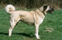 Picture of Kangal side view