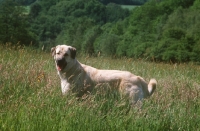 Picture of Kangal standing in field