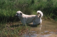 Picture of Kangal standing in water