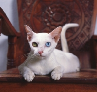 Picture of Kao Manee cat, lying in a wooden chair