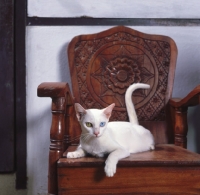 Picture of Kao Manee cat, resting in a wooden chair