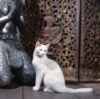 Picture of Kao Manee cat, sitting near buddha statue