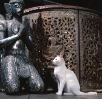 Picture of Kao Manee cat, sitting near buddha statue