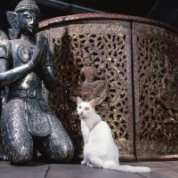 Picture of Kao Manee cat, sitting near buddha statue