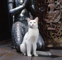 Picture of Kao Manee cat, sitting near buddha statue
