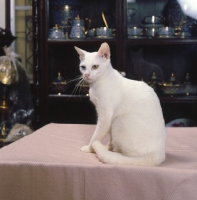 Picture of Kao Manee cat, sitting on table