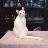 Picture of Kao Manee cat, sitting on table