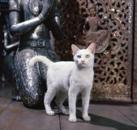 Picture of Kao Manee cat, standing near buddha statue