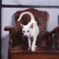 Picture of Kao Manee cat, standing on a wooden chair