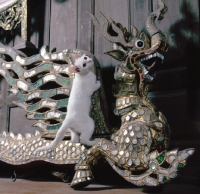 Picture of Kao Manee kitten, climbing on dragon statue