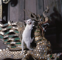 Picture of Kao Manee kitten, climbing on dragon statue