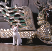 Picture of Kao Manee kitten, sitting near dragon statue