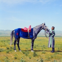 Picture of karabair at dzhizak, uzbekistan, standing, saddled with handler in traditional clothing