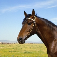 Picture of karabair headshot stallion in uzbekistan