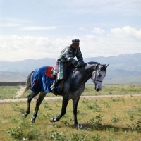 Picture of karabair horse and rider cantering