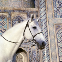 Picture of karabair horse in registan square, samarkand, head study