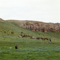 Picture of karabair mares and foals grazing on the hillside with three riders in uzbekistan