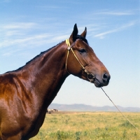 Picture of karabair portrait in uzbekistan