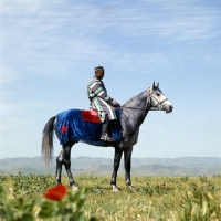 Picture of karabair stallion and rider in uzbekistan