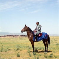 Picture of karabair stallion and rider in uzbekistan