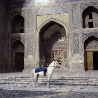 Picture of karabair stallion and rider in registan square, samarkand
