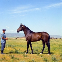 Picture of karabair stallion held by groom with herd in background in uzbekistan