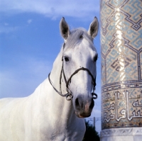 Picture of karabair stallion in registan square, samarkand, head study