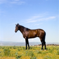 Picture of karabair stallion in uzbekistan