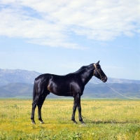 Picture of karabair stallion in uzbekistan