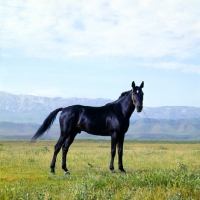 Picture of karabair stallion in uzbekistan