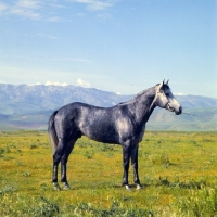 Picture of karabair stallion in uzbekistan