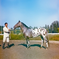 Picture of karabair stallion standing, colour fade in picture