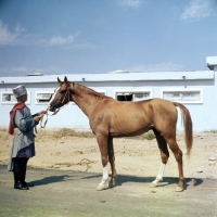 Picture of karabakh horse posed by handler in traditional clothes