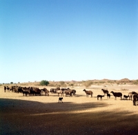 Picture of karakul sheep on keetman farm, namibia