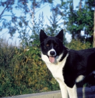 Picture of Karelian Bear dog (aka Karjalan Karhukoira)