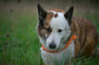 Picture of karelian bear dog in a field