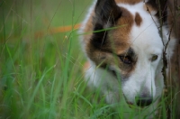 Picture of karelian bear dog in a field