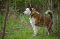 Picture of Karelian Bear Dog pointing something in a forest