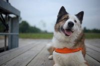 Picture of karelian bear dog resting on a dock and smiling