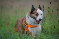 Picture of karelian bear dog running in a field