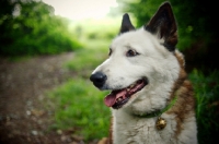 Picture of Karelian Bear Dog sitting in a forest